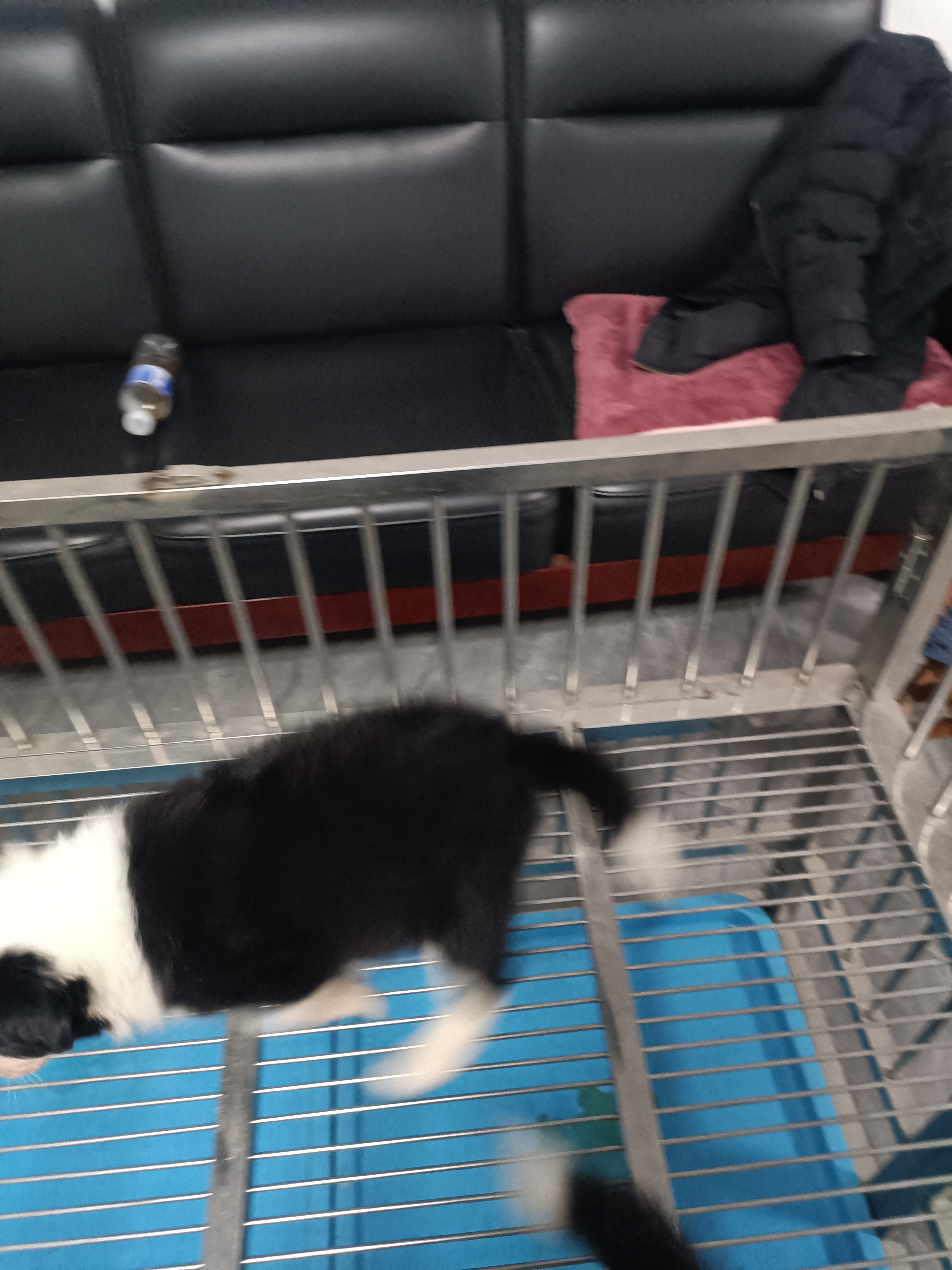 黑白边境牧羊犬